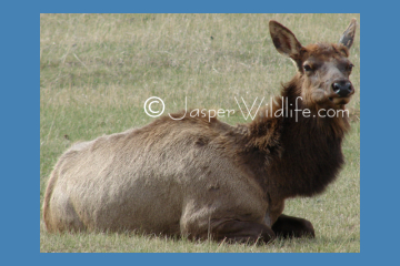Jasper Wildlife Pics resting elk small