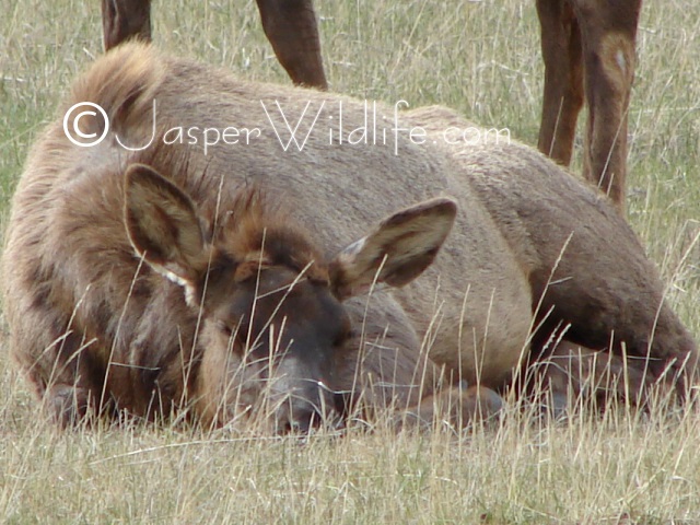 Jasper Wildlife Pics sleeping elk big