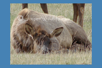 Jasper Wildlife Pics sleeping  elk small
