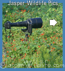 Jasper Wildlife Tour Pictures Menu