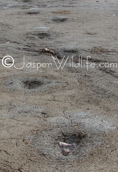 Jasper Wildlife - Tracks in Mud Spring 07