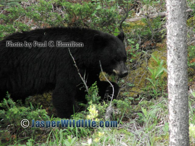 Jasper Wildlife - Very Large Male Black Bear 1296
