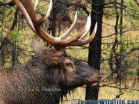 Jasper Wildlife Wet Elk Bull 092807 001