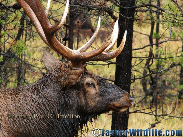 Jasper Wildlife Wet Elk Bull 092807 001