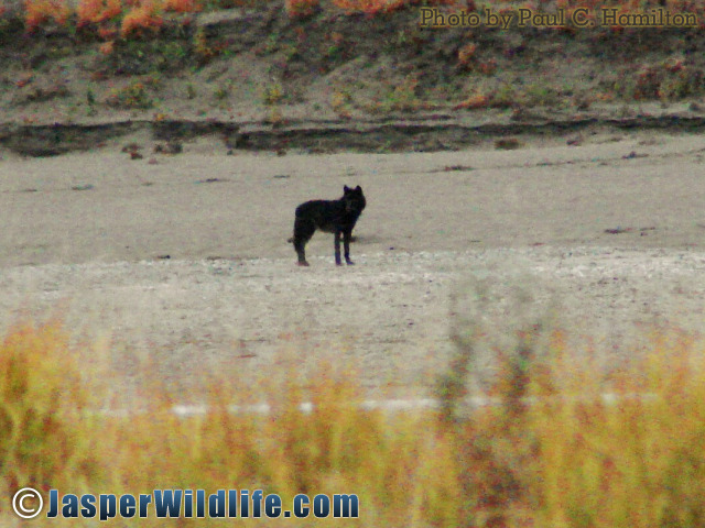 Jasper Wildlife Wolf Approaching 092007