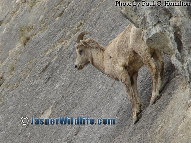 Jasper Wildlife - Young Big Horn Sheep 664