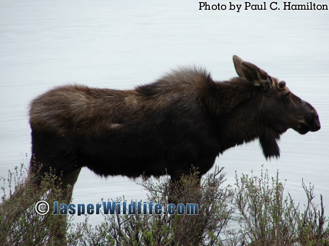 Jasper Wildlife - Young Bull Moose 616