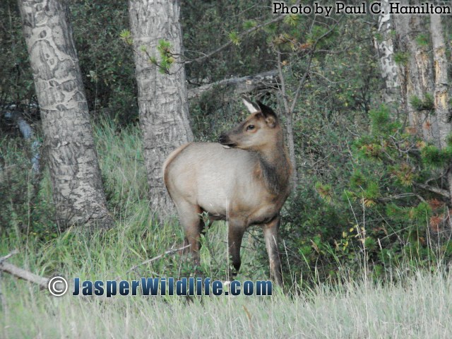 Jasper Wildlife Young Elk 015
