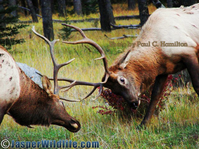 Jasper Wildlife Young Elk Bulls Fighting 092507 063