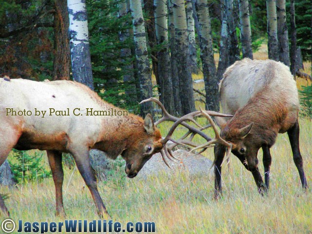 Jasper Wildlife Young Elk Bulls Fighting 092507