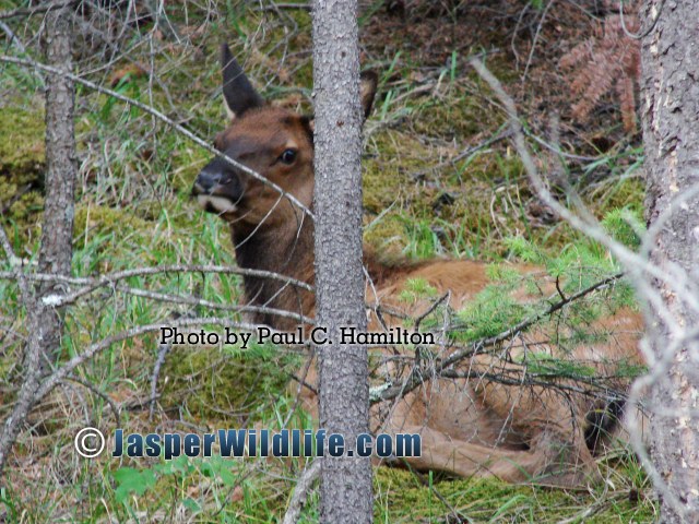 Jasper Wildlife Young Elk Hiding jul07