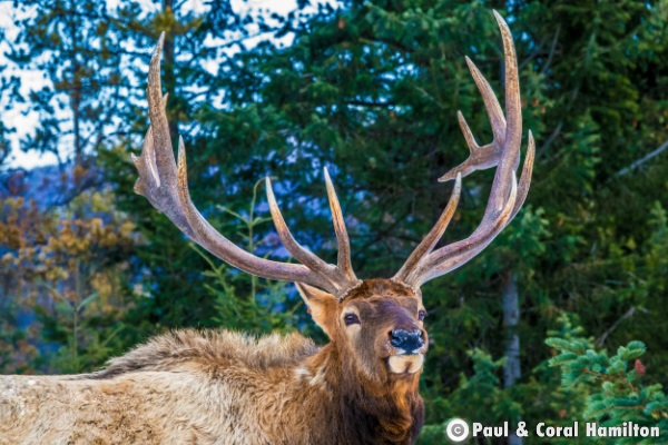 Jasper elk male 2018 - Wildlife