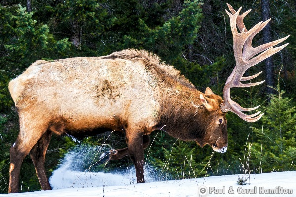 Jasper Large Elk Bull 2018 - Wildlife