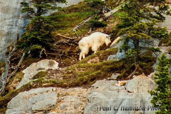 Mountain Goat in Jasper, Alberta