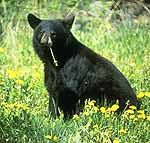 Jasper black bear - Wildlife