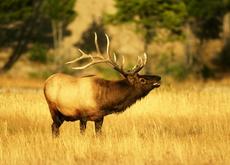 Jasper elk male - Wildlife