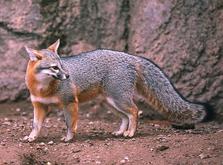 Jasper gray fox - Wildlife