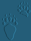 Grizzly Bear tracks - Jasper Wildlife