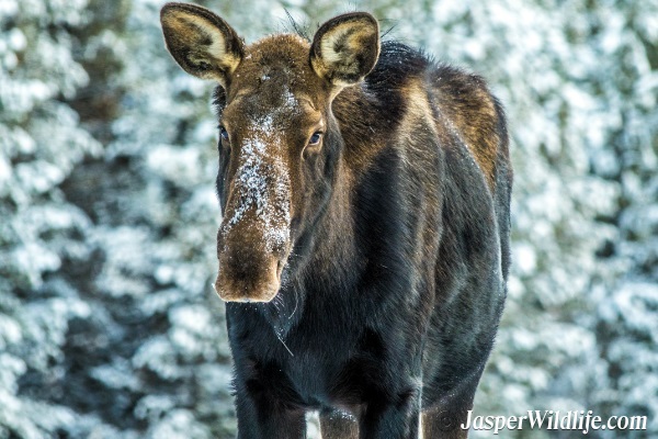 Jasper Wildlife Moose Female - 2018