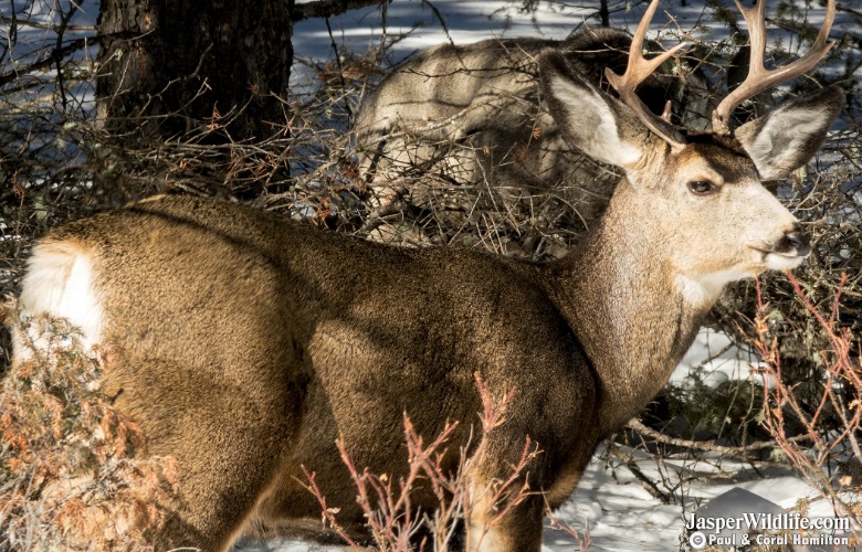 Mule Deer on Jasper, Alberta Wildlife Tours