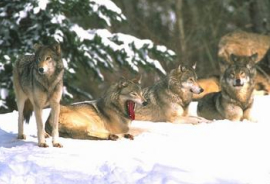 Jasper wolves - Wildlife