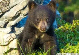 Black Bear Cubs - Jasper Wildlife Tours