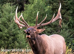 Elk Bull - Jasper Wildlife Tours