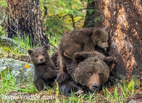 Grizzly Bear Cubs - Jasper Wildlife Tours