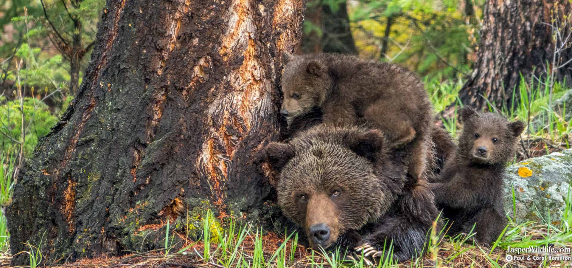 Grizzly Bear Family - Jasper Wildlife Tours