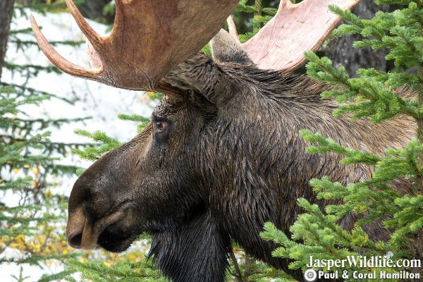 Bull Moose Sept 2018 Beginning of Rutting Season Jasper Wildlife Tours 6