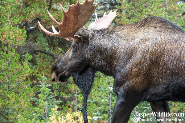 Bull Moose Sept 2018 Beginning of Rutting Season Jasper Wildlife Tours 7