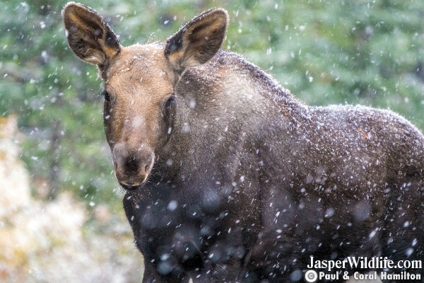 Moose Calf Sept 2018 Beginning of Rutting Season Jasper Wildlife Tours 3