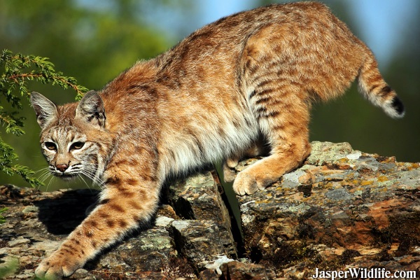 Bobcat in Jasper, Alberta