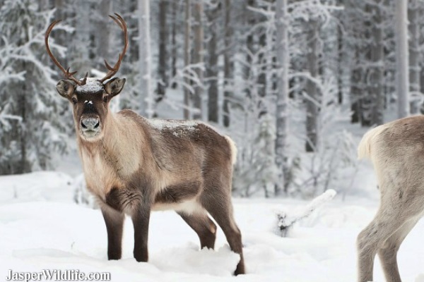 Caribou - Reindeer in Jasper, Alberta