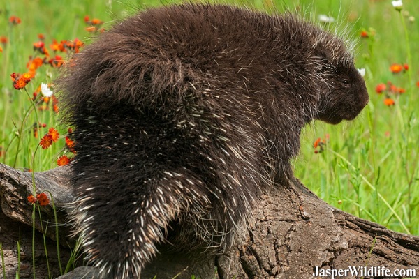 Porcupine in Jasper, Alberta