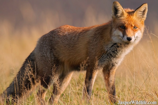 Red Fox in Jasper, Alberta