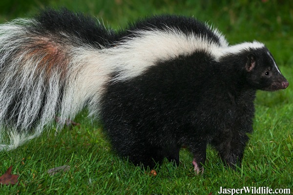 Skunk - Jasper Wildlife Tours