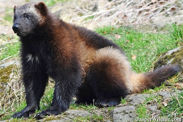 Wolverine in Jasper, Alberta