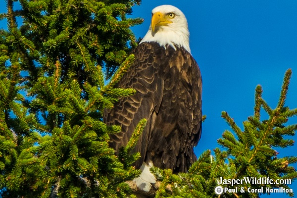 Jasper Bald Eagle Wildlife 7