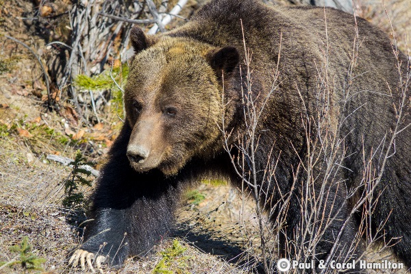 jasper bear tours