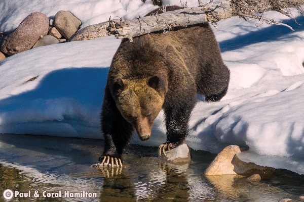 Jasper Large Male Grizzly 2018 in Creek and Snow - Wildlife