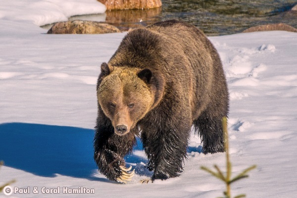 Jasper Large Male Grizzly in 2018 Snow - Wildlife