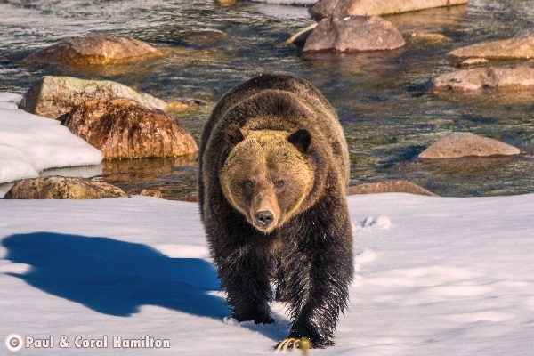 Jasper Large Male Grizzly April 2018 in Snow - Wildlife