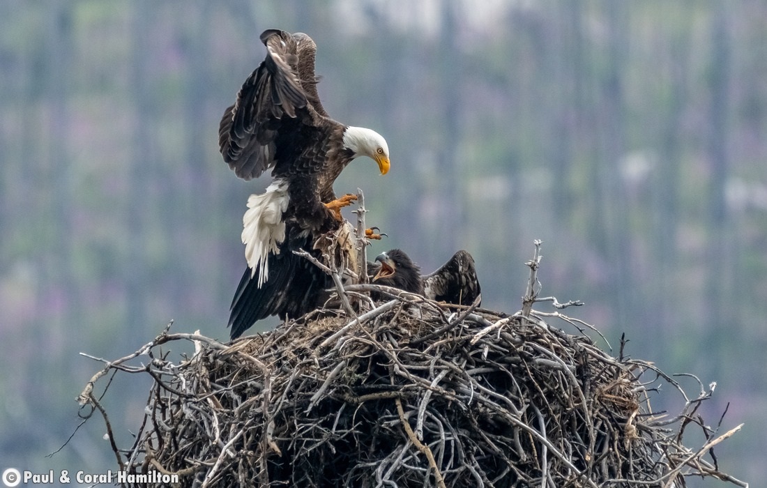 Bald Eagle feeding young in Jasper, Alberta