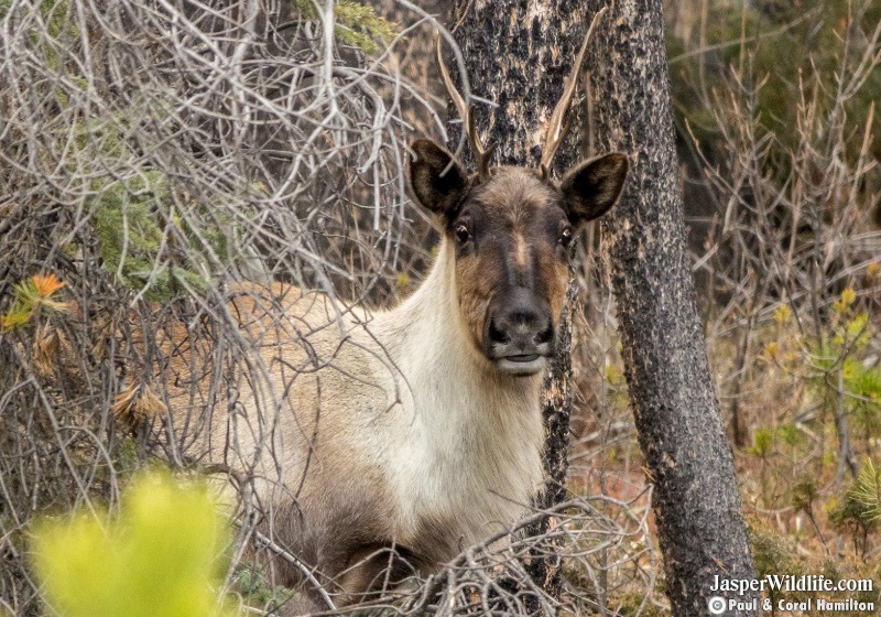 Caribou in Jasper National Park Wildlife Tours 2019 1