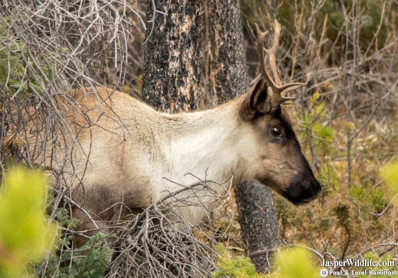 Caribou in Jasper National Park Wildlife Tours 2019 2