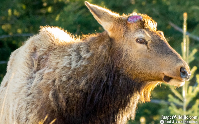 2019 March Elk Bull King the Day of Dropping His Antlers - Wildlife Tours