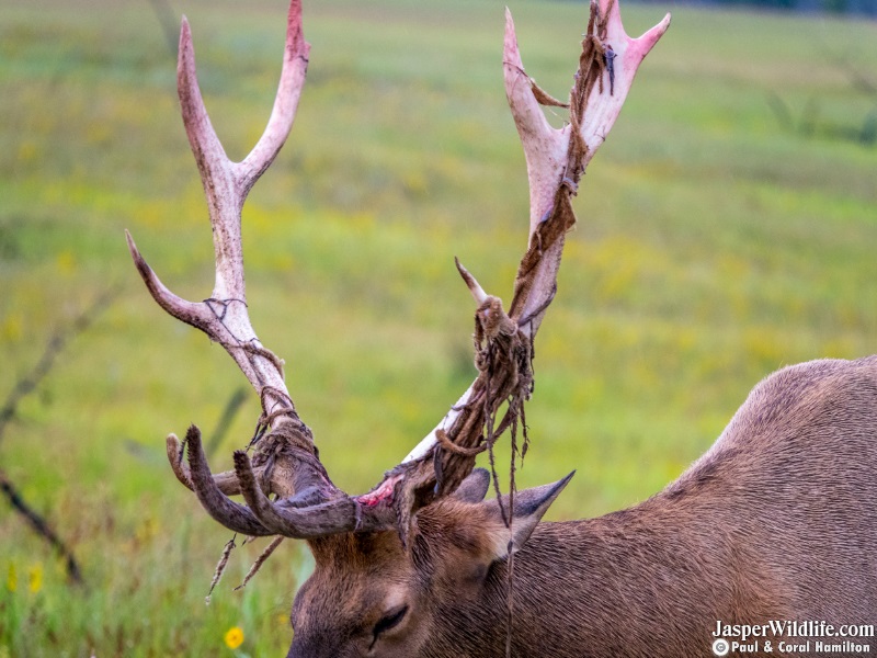 2019 March Elk Bull King the Day of Dropping His Antlers - Wildlife Tours