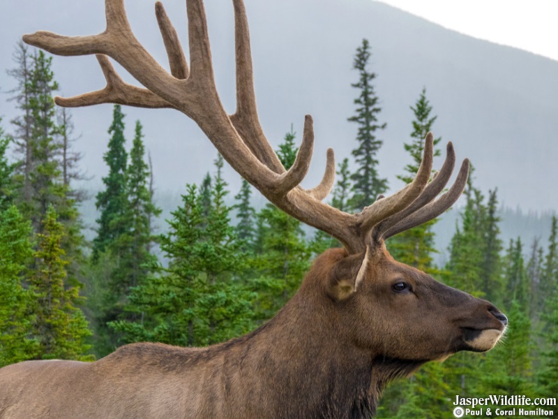 2019 August Bull Elk in full Velvet, just Before beginning to shed - Wildlife Tours