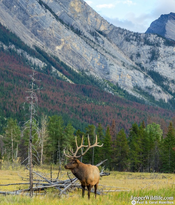 Elk - Wapiti in Jasper, Alberta Wildlife Tours